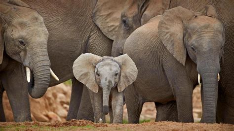 小象和大象的故事图片,大象和小象的故事作文,大象和小象的励志故事_大山谷图库