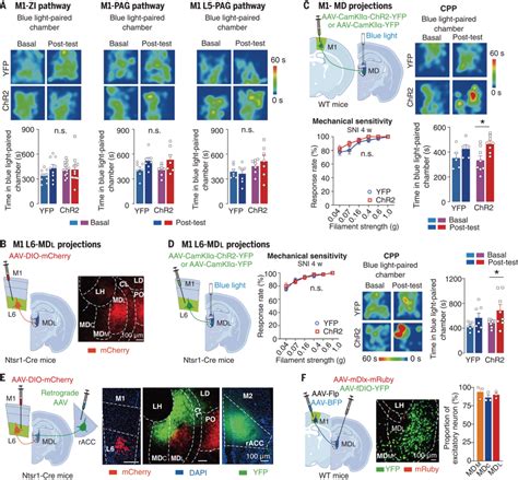 流式应用文献分享#4： 源自THP-1细胞的M1和M2巨噬细胞差异 调节癌细胞对依托泊苷的反应