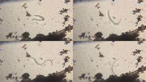 带寄生虫的蚜虫高清图片下载-正版图片504729987-摄图网