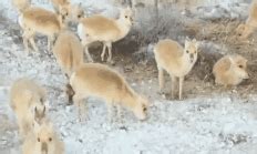 新年第一天，数百只蒙古国野生黄羊入境觅食，现场画面太可爱！ | 北晚新视觉