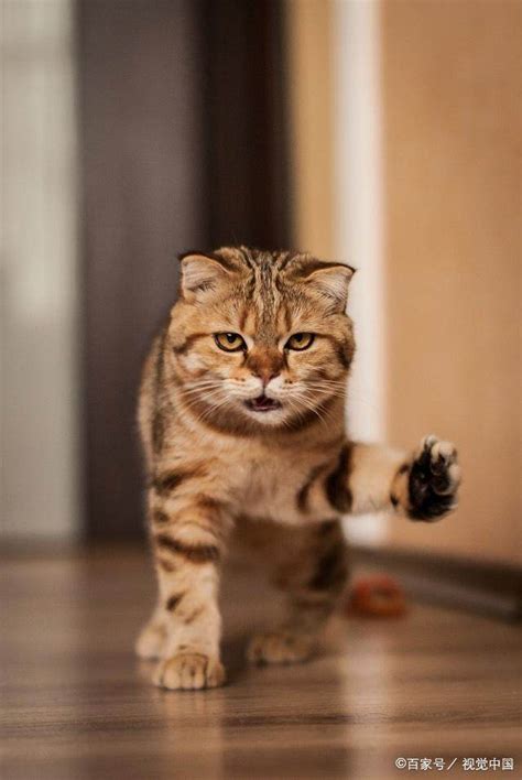 猫咪总爱用爪子“扒拉”你，其实它是有这些意思|猫咪|爪子|主人_新浪新闻