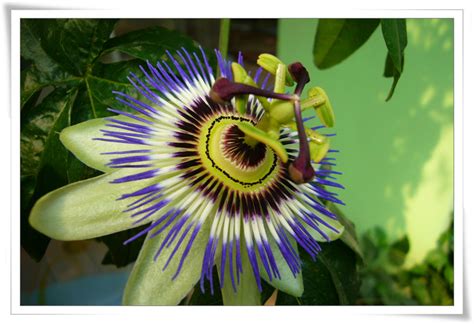 世界上16种最奇异的植物_那花园花卉网(nahuayuan.com):花卉第一网站!爱花人的花园!