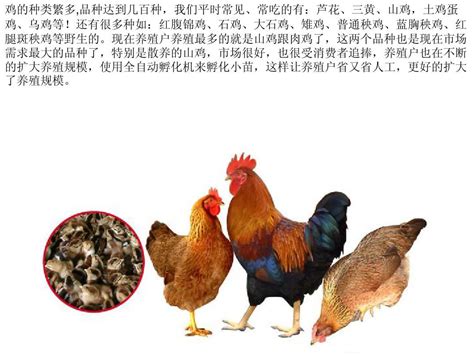 盘点目前常见的肉用型鸡品种 - 惠农网