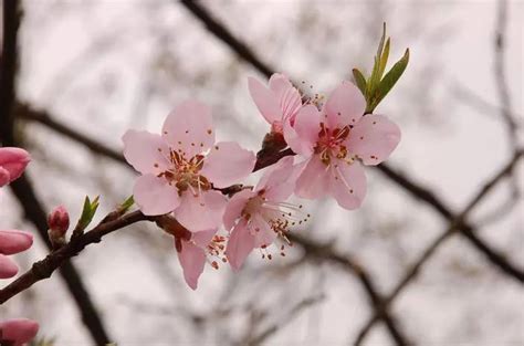 桃花的花语-花事百科-长景园林网
