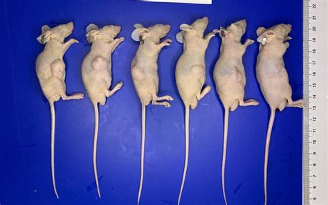 人源肿瘤细胞荷瘤小鼠-唯尚立德