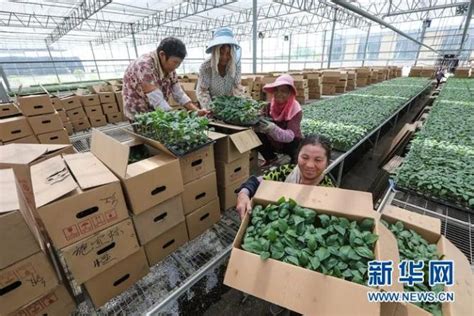 安徽和县：大棚蔬菜产业绘美景-人民图片网