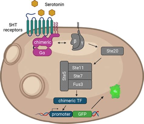 酵母中基于血清素 G 蛋白偶联受体的生物传感方式,ACS Sensors - X-MOL
