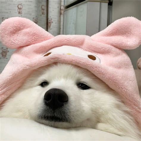 黑色非主流狗头像