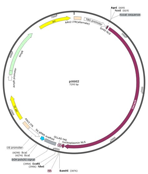 pX602 腺相关病毒AAV 基因敲除载体 CRISPR-Cas9 质粒 TBG启动子-质粒载体-ATCC-DSM-CCUG-泰斯拓生物