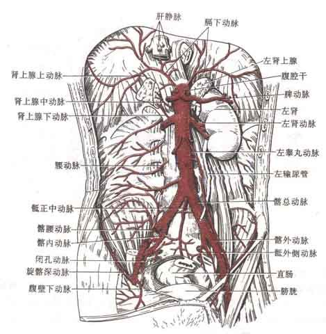 腹部动脉解剖示意图-人体解剖图,_医学图库