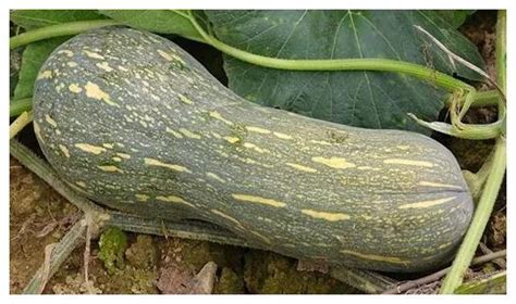 南瓜有哪些种类 各式各样的南瓜品种图片欣赏_爱花网