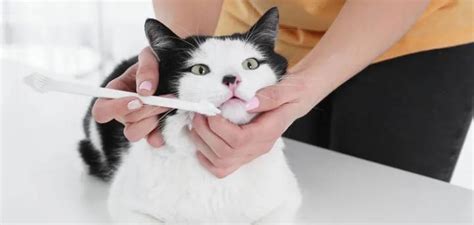 让猫咪适应刷牙的保姆级教学都在这里！ - 知乎