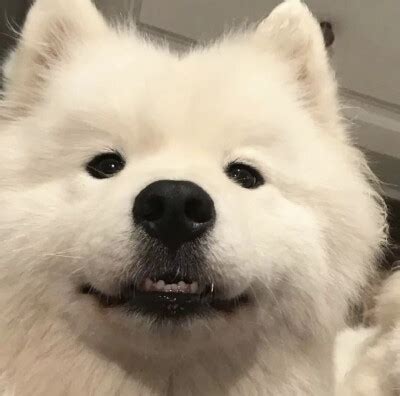 非主流的宠物头像