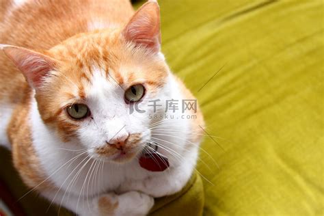 大花猫图片