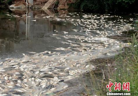 四川广元一水库因洪水污染 上万斤鱼死亡|水库|洪水_凤凰资讯