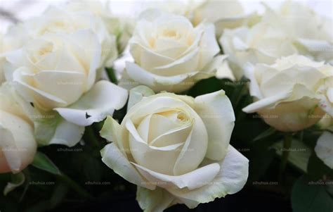 白玫瑰图片_室内观赏的白玫瑰图片大全 - 花卉网