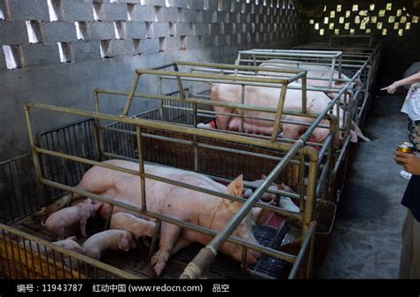 重庆巫山农村标准化生猪繁殖场高清图片下载_红动中国