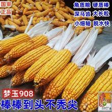 【矮玉米种子】_矮玉米种子品牌/图片/价格_矮玉米种子批发_阿里巴巴