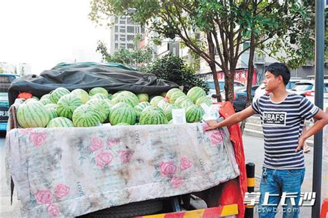 大型吃瓜现场！50位市民今当“吃瓜群众”品鉴本地西瓜，今年天气不是特别给力，但糖度尚可 - 周到上海