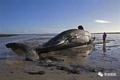 浙江救助的抹香鲸真的死了么？大型鲸鱼救援是世界性难题|浙江|鲸鱼|抹香鲸_新浪新闻