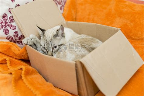 蹲在纸箱子里的猫咪高清图片下载-正版图片307607899-摄图网