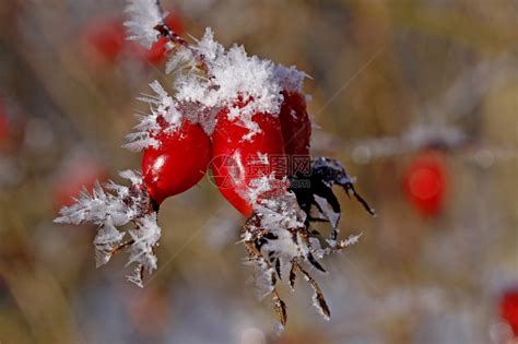 玫瑰果Rosehaw在冬天高清图片下载-正版图片504702644-摄图网