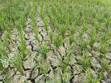 节水稳产、降污减碳的节水抗旱稻_中国农科新闻网