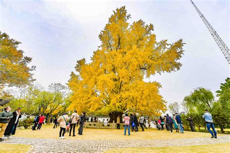 这棵树美了1200年！嘉定银杏树王迎来最佳观赏期，一睹古树风采要抓紧啦