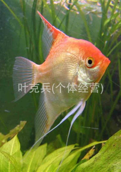 上海热带观赏鱼批发 五彩丽丽 蓝丽丽鱼桃核鱼丝足-阿里巴巴