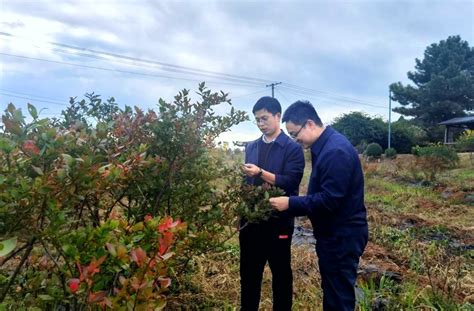 酿酒工程系教师赴麻江县蓝莓生产企业开展技术推广服务