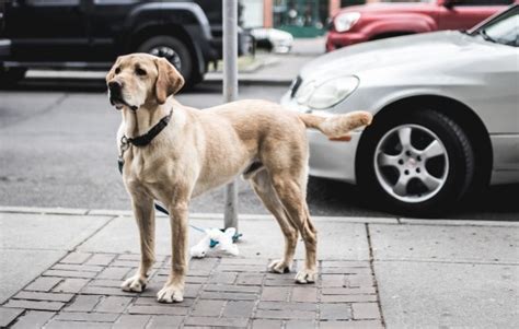 纯种拉布拉多犬如何挑选？送你七个小技巧！-宠物王