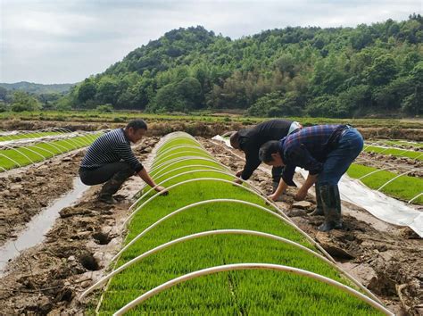 推进“互联网+农业” 湖南最大水培种苗基地打造智慧农场 - 区县动态 - 湖南在线 - 华声在线