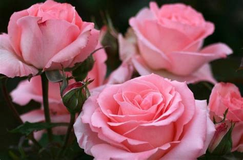 粉玫瑰代表什么意思花语是什么(植物文化｜粉玫瑰的4个花语，都是美好与爱意，适合送给少女) - 【爱喜匠】