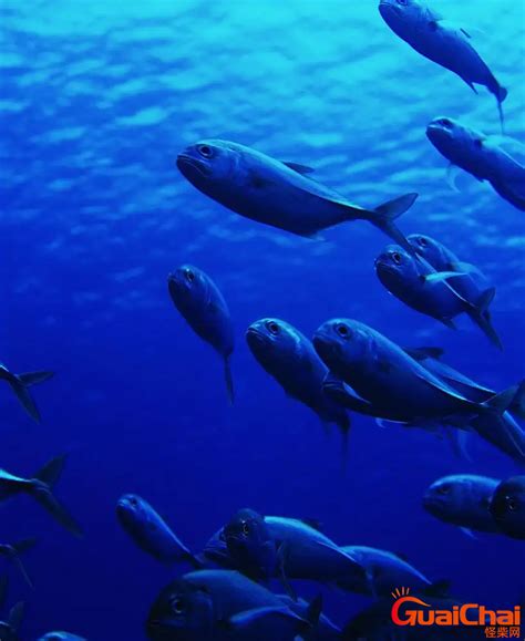 深海鱼都有什么鱼（菜场常见的深海鱼种类） – 碳资讯