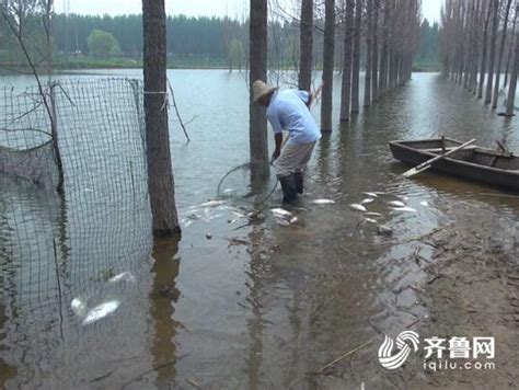 洪湖边被洪水围困的渔村：5700亩鱼塘被淹，划船出门_手机新浪网