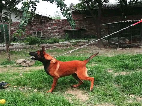 红马犬好训练嘛,7个月的马犬怎么训练,怎么快速训练马犬_大山谷图库