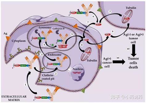 抗体偶联药物 ADC 的结构特性和作用机制及其应用方向_生物器材网