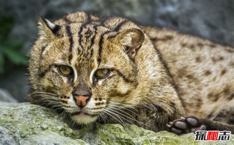 非洲金猫（猫科猫亚科狞猫属动物） - 胖萌舍宠物网