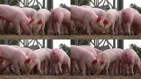 警惕！多起非瘟疫情与外购仔猪有关，养殖户引种需注意这几个细节_凤凰网视频_凤凰网