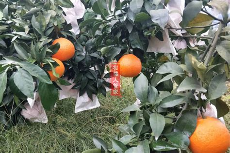 【基础普及】柑橘全套施肥技术汇总-江苏思威博生物科技有限公司