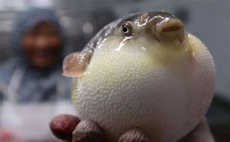 【科普】食品安全知识系列一：警惕食用河豚鱼引发食物中毒