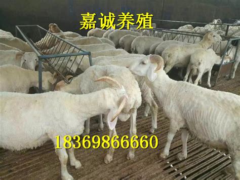 杜波羊 黑山羊 白山羊 小尾寒羊 40-60斤 嘉诚养殖场 常年供应-阿里巴巴