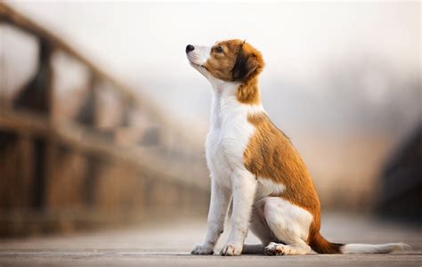 狗狗一生有5个阶段，注意每个阶段，让主人和狗狗过得更舒心_时期