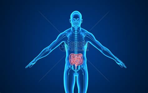 人体大肠背景图片素材-正版创意图片400168702-摄图网