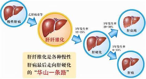 功能性治愈乙肝，韦立得（TAF）与韦瑞德（TDF）有何异同？ - 知乎