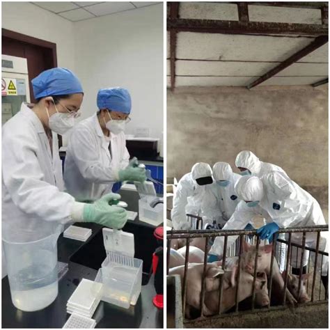 白银市畜牧兽医总站采取五项措施加强冬春季生猪疫病防控