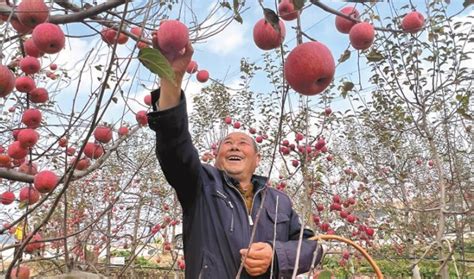 延安苹果产业让农民挑上了“金扁担” - 西部网（陕西新闻网）