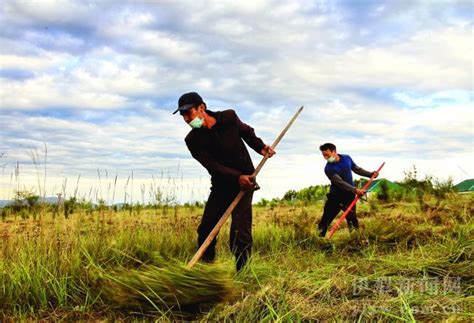 伊犁河谷天然草场迎来牧草收割季-天山网 - 新疆新闻门户