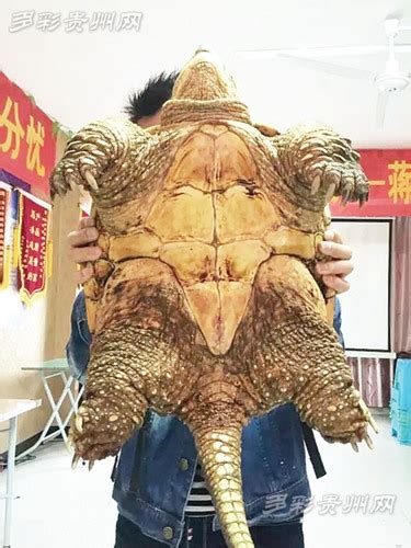 亚巨乌龟陆地巨型吃菜龟活体宠物小乌龟特大下蛋龟生蛋龟乌龟蛋-淘宝网