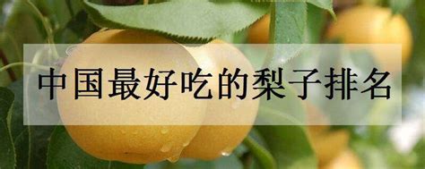 中国最好吃的梨子排名-农百科